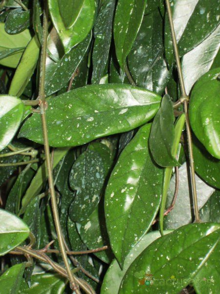 A photo of Hoya carnosa var. carnosa