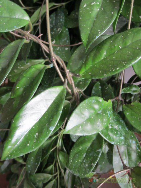 A photo of Hoya carnosa var. carnosa