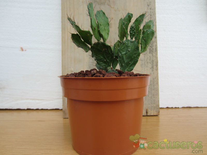 A photo of Brasiliopuntia brasiliensis