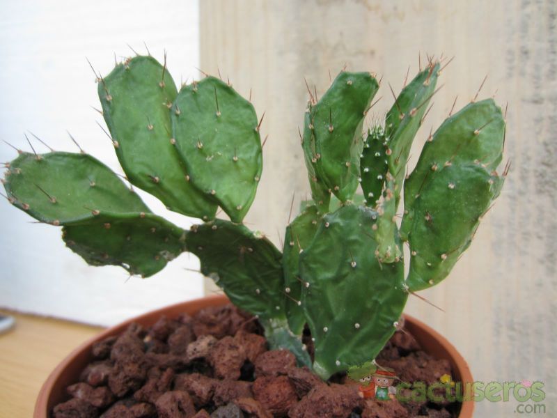A photo of Brasiliopuntia brasiliensis