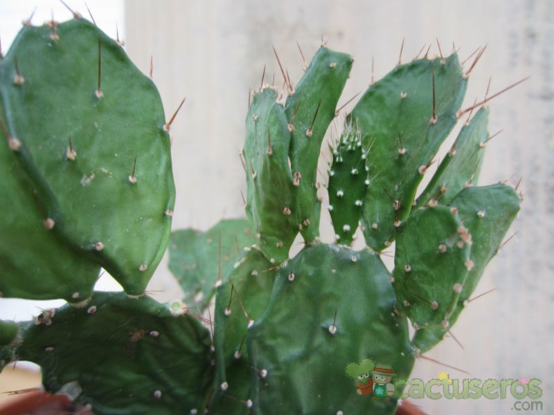 A photo of Brasiliopuntia brasiliensis