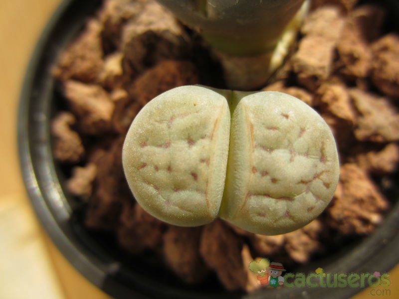 Una foto de Lithops karasmontana ssp. karasmontana