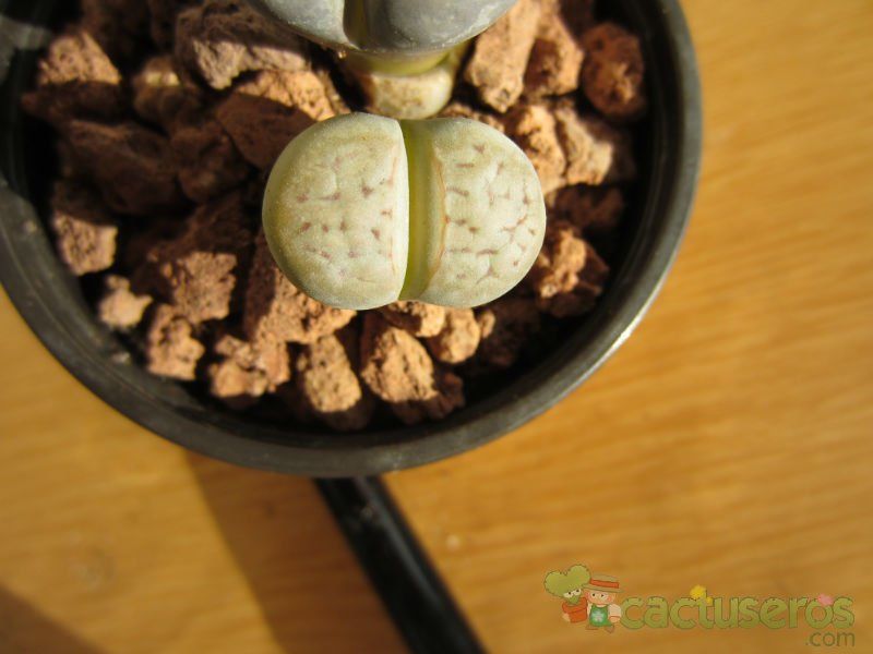 Una foto de Lithops karasmontana ssp. karasmontana