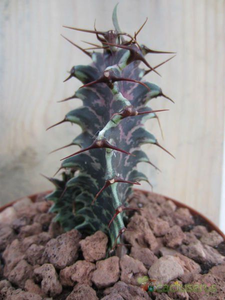 A photo of Euphorbia ammak fma. variegada