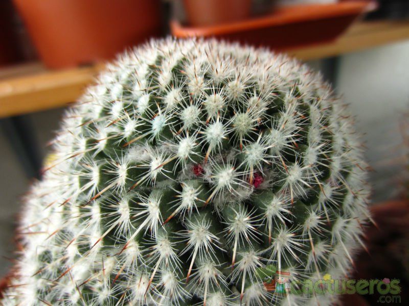 Una foto de Mammillaria albilanata ssp. albilanata