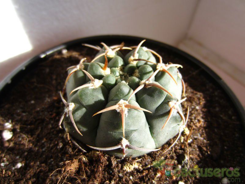 Una foto de Gymnocalycium ochoterenae subsp. vatteri
