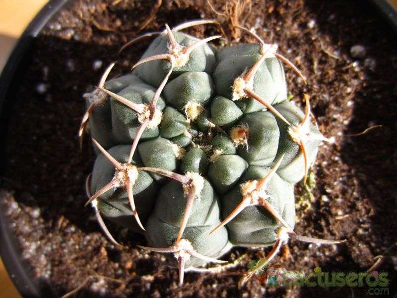 Una foto de Gymnocalycium ochoterenae subsp. vatteri