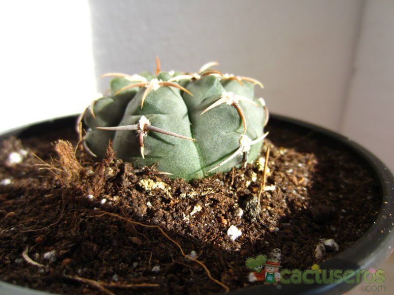 Una foto de Gymnocalycium ochoterenae subsp. vatteri