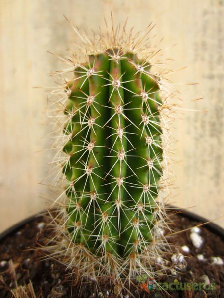 A photo of Pachycereus pringlei