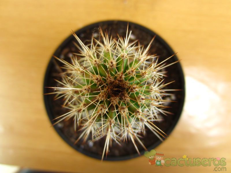 A photo of Pachycereus pringlei