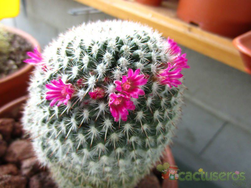 Una foto de Mammillaria albilanata ssp. albilanata