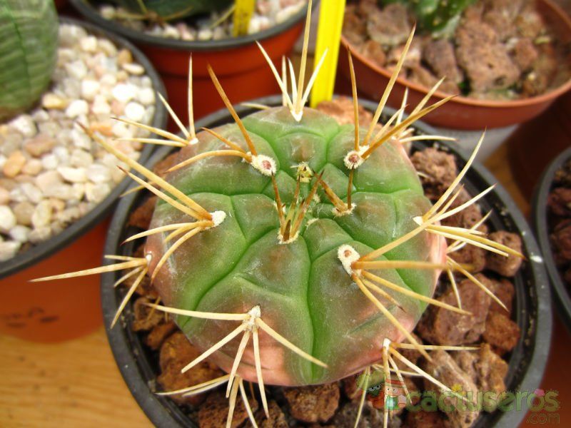 Una foto de Gymnocalycium eurypleurum