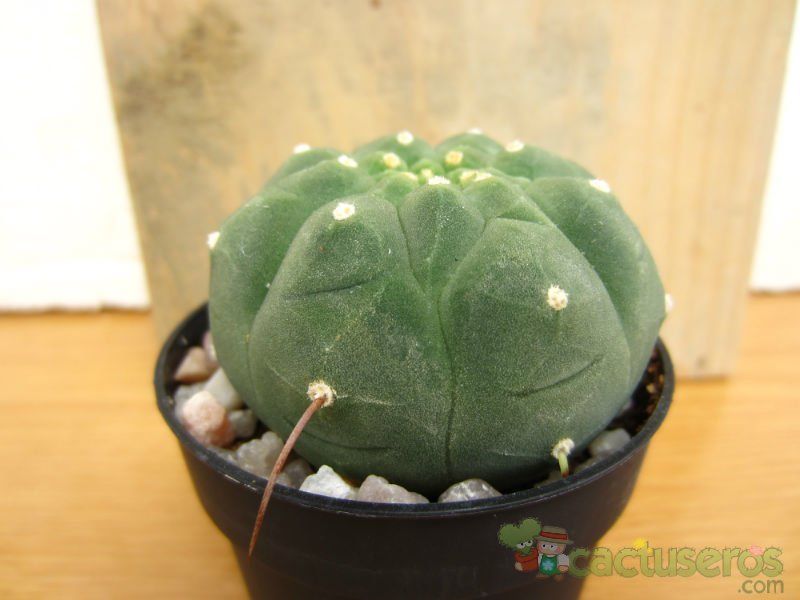 A photo of Matucana madisoniorum