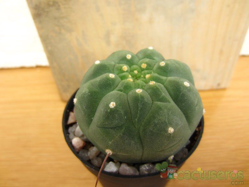 A photo of Matucana madisoniorum