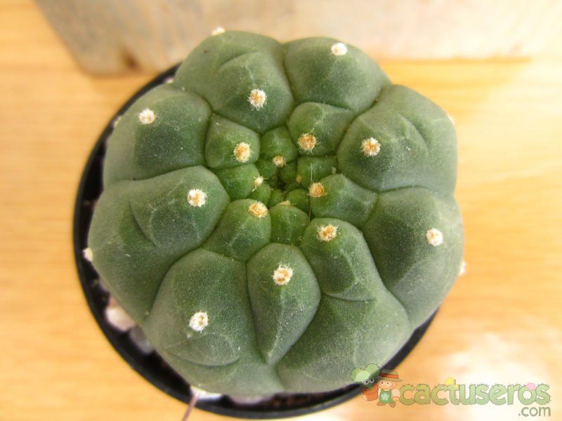 A photo of Matucana madisoniorum