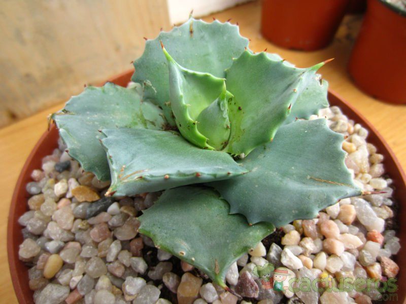 A photo of Agave potatorum cv. shoji raijin