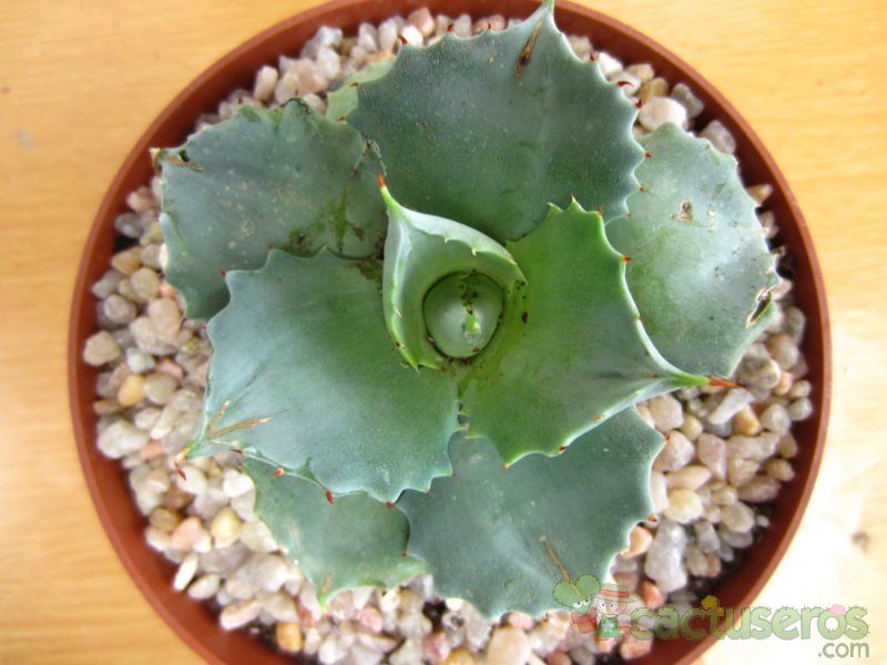 A photo of Agave potatorum cv. shoji raijin