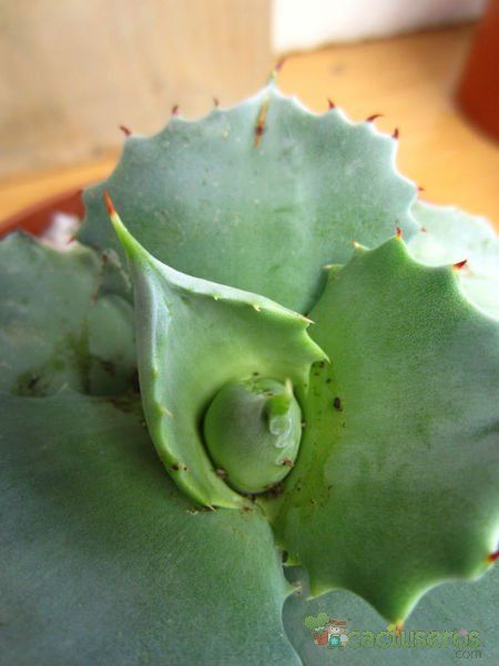 A photo of Agave potatorum cv. shoji raijin