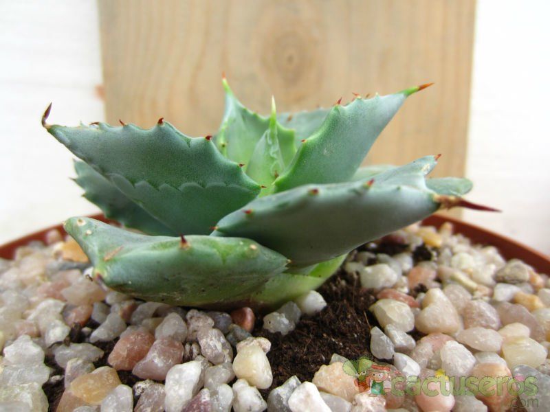 A photo of Agave potatorum cv. shoji raijin