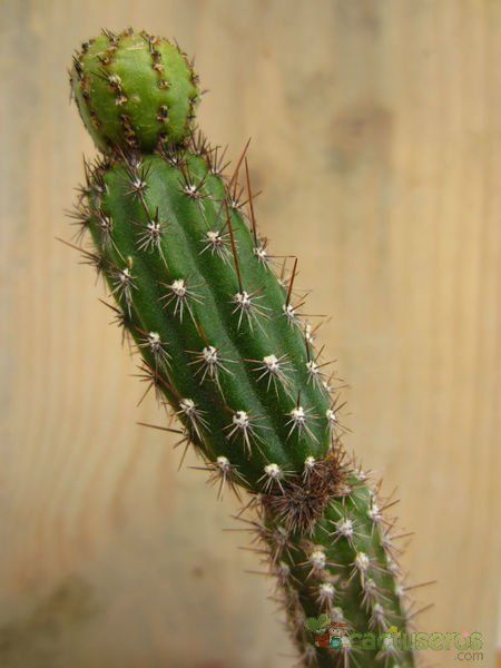 A photo of Arrojadoa penicillata