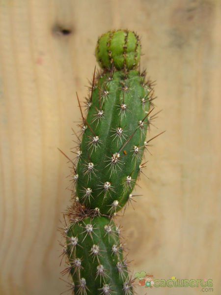 A photo of Arrojadoa penicillata