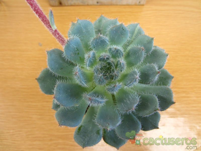 Una foto de Echeveria setosa var. ciliata