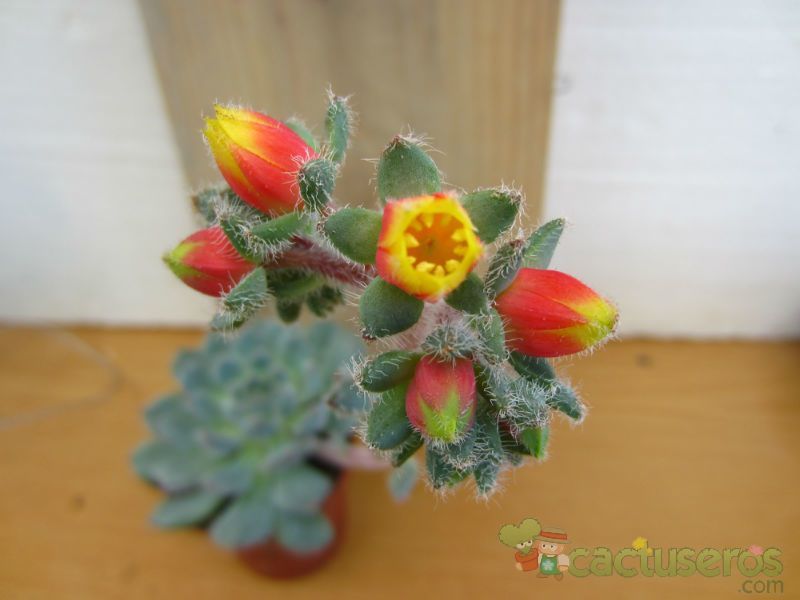 A photo of Echeveria setosa var. ciliata