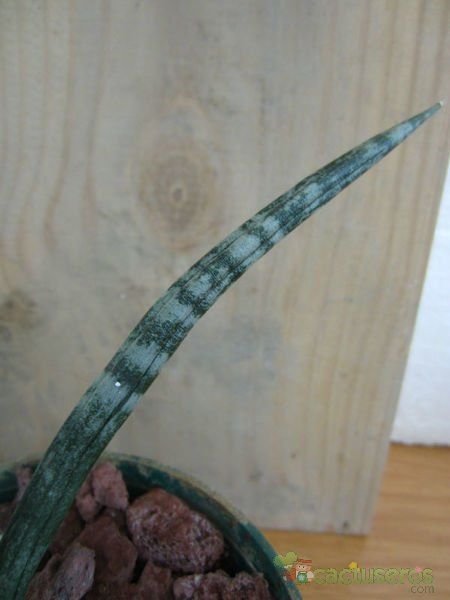 Una foto de Sansevieria cylindrica