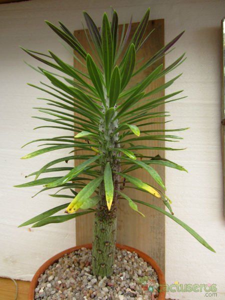 Una foto de Kleinia neriifolia