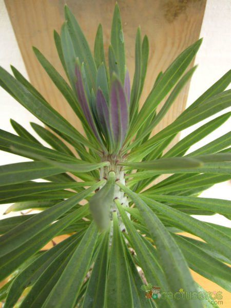 Una foto de Kleinia neriifolia
