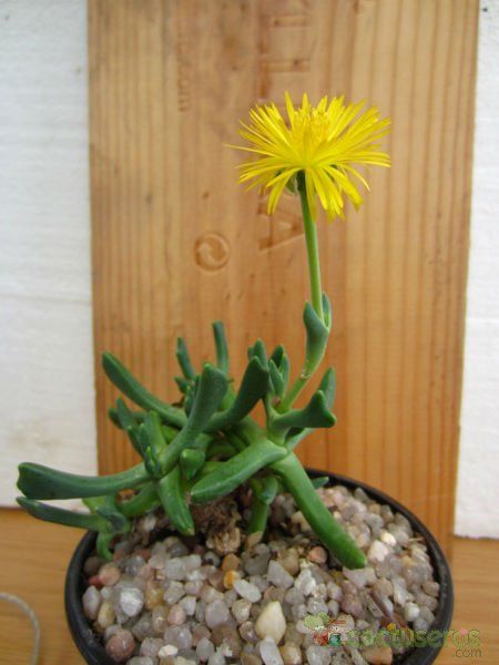 A photo of Rhombophyllum dolabriforme