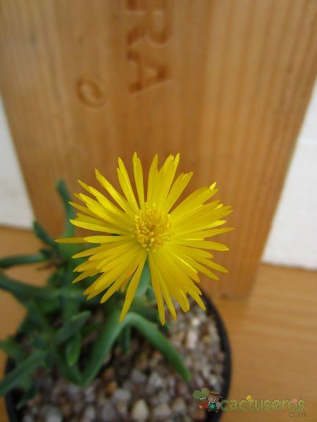 A photo of Rhombophyllum dolabriforme