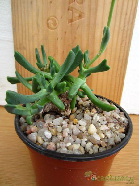 A photo of Rhombophyllum dolabriforme