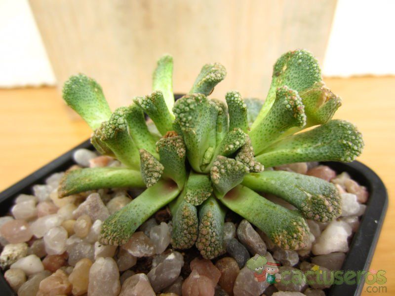 Una foto de Titanopsis calcarea
