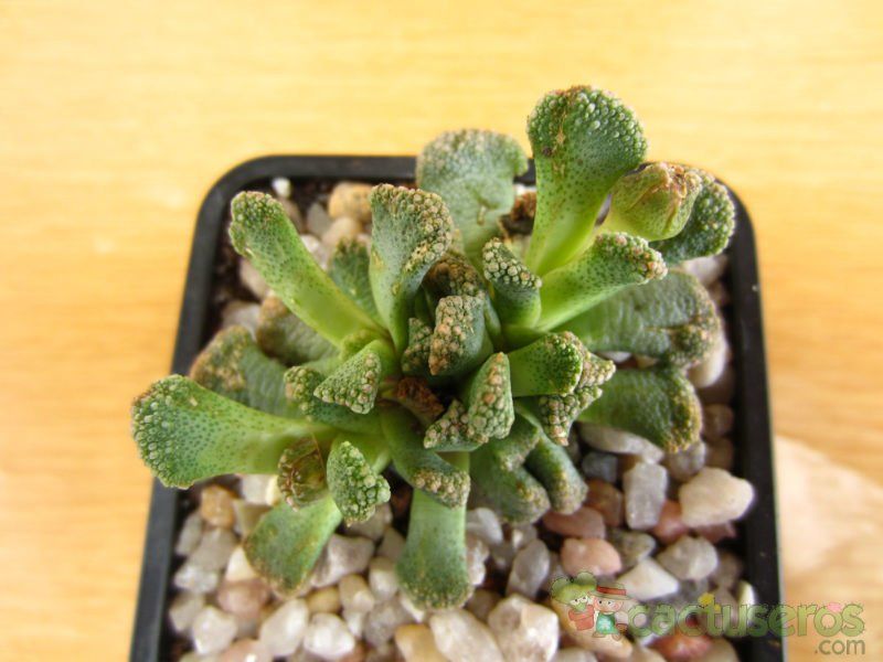 Una foto de Titanopsis calcarea