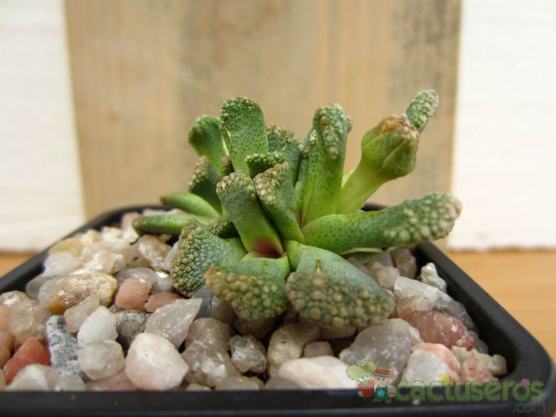 Una foto de Titanopsis calcarea