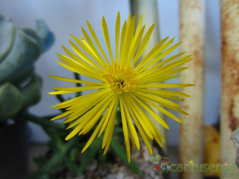 A photo of Rhombophyllum dolabriforme