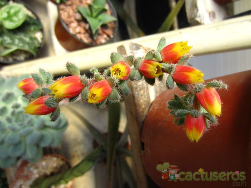 Una foto de Echeveria setosa var. ciliata