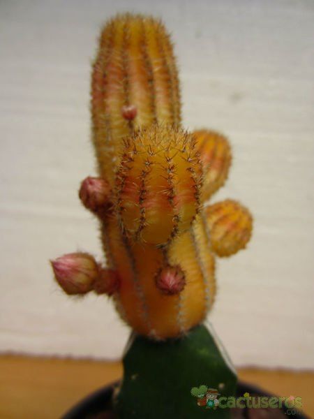 Una foto de Echinopsis chamaecereus (injertado)