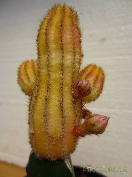 Una foto de Echinopsis chamaecereus (injertado)