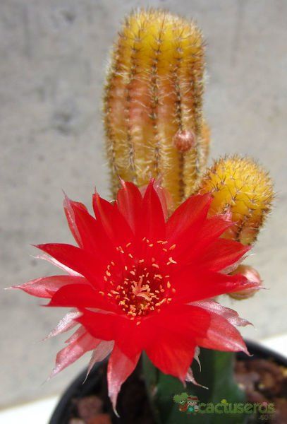 Una foto de Echinopsis chamaecereus (injertado)