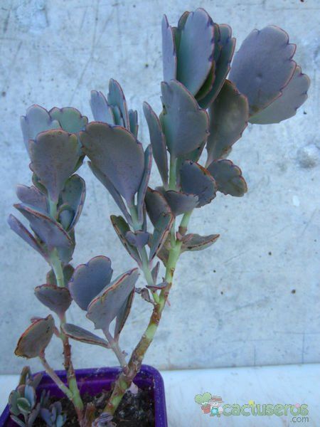 A photo of Kalanchoe fedtschenkoi