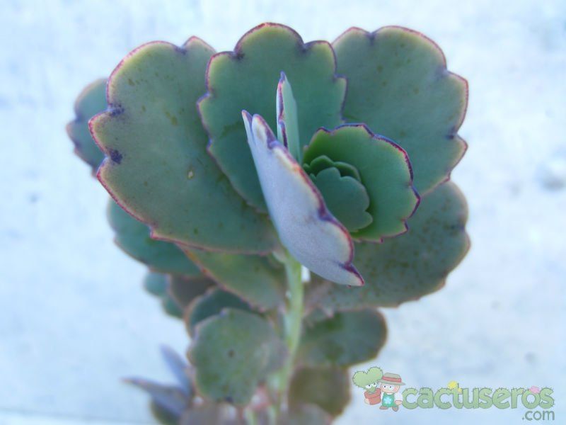 A photo of Kalanchoe fedtschenkoi