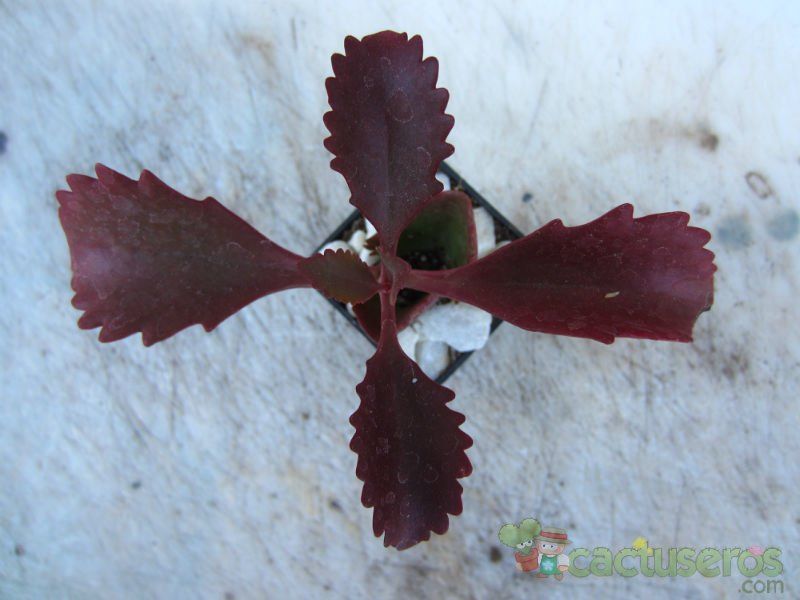 A photo of Kalanchoe longiflora