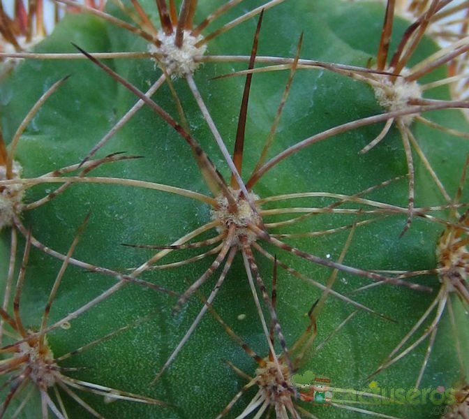 Una foto de Echinopsis atacamensis ssp. pasacana