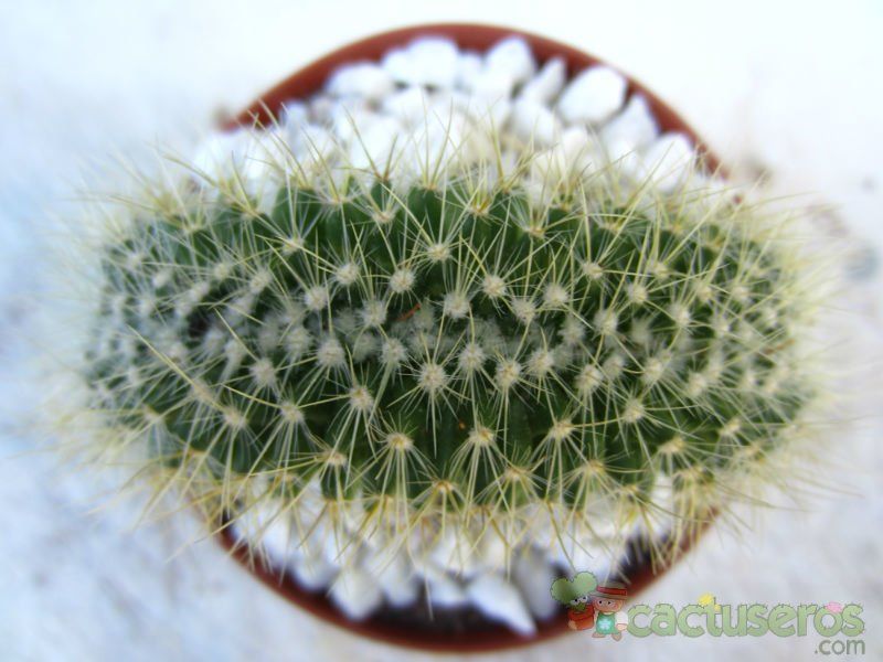 A photo of Mammillaria rhodantha ssp. pringlei fma. crestada