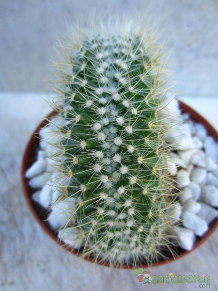 A photo of Mammillaria rhodantha ssp. pringlei fma. crestada