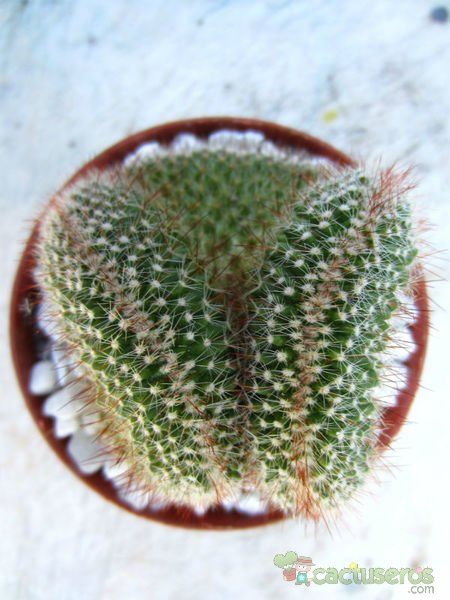 Una foto de Mammillaria spinosissima ssp. spinosissima fma. crestada