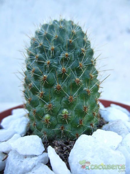 Una foto de Rebutia spegazziniana