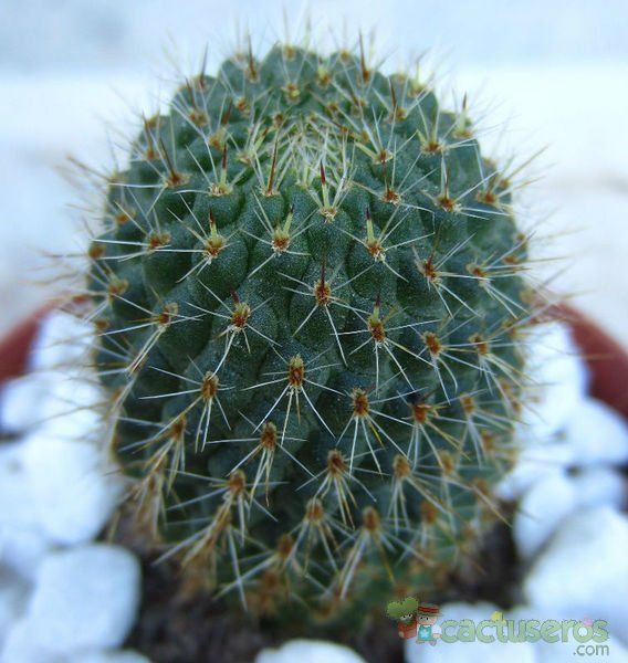 Una foto de Rebutia spegazziniana